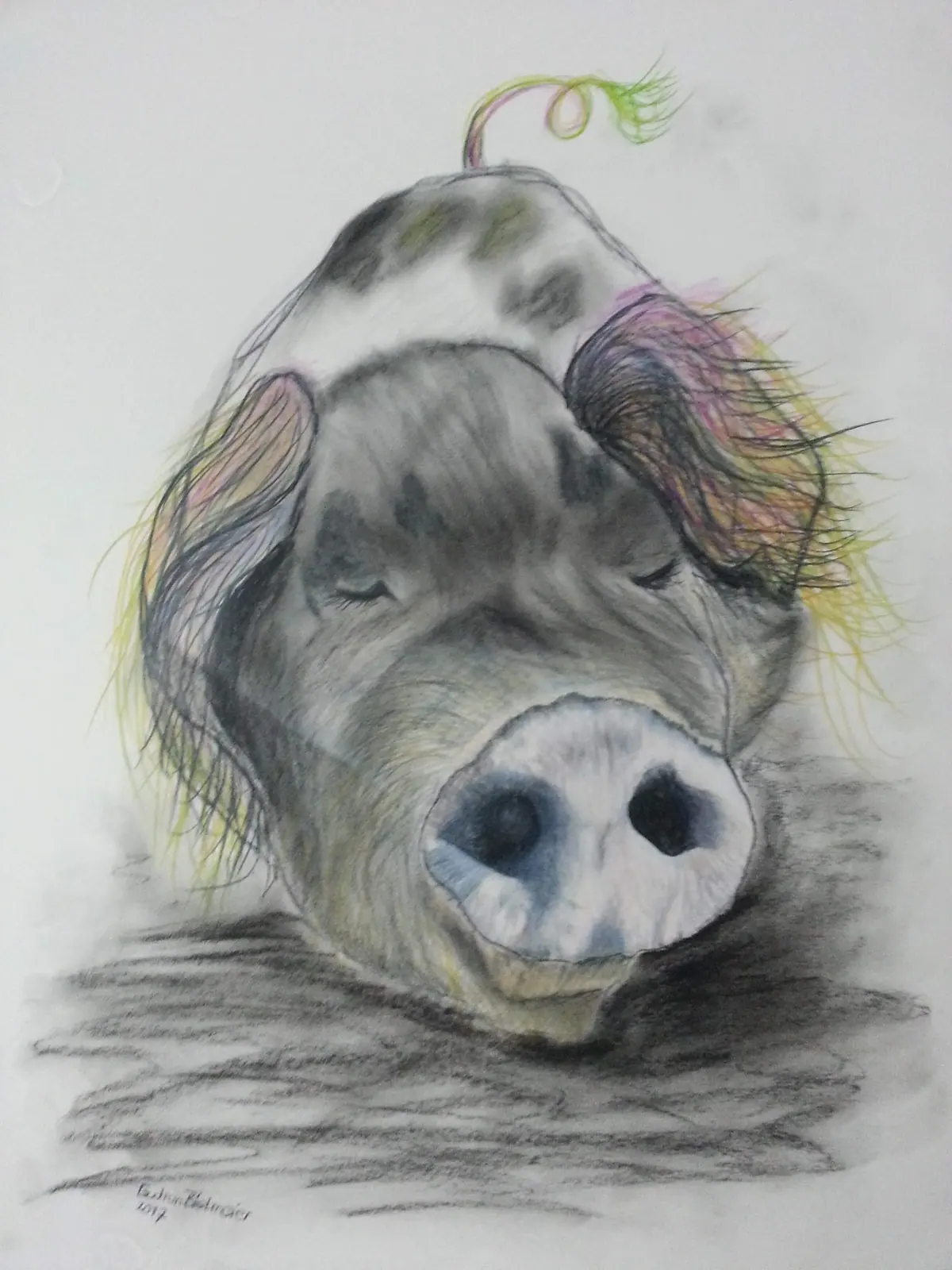 Zeichnung eines Schweins mit markanter Schnauze und geschlossenen Augen; bunte Ohren in Gelb, Pink und Grün; strukturierter Körper in Schwarz-Weiß; Ringelschwanz mit grünem Haar; von Gudrun Dapont 2017.